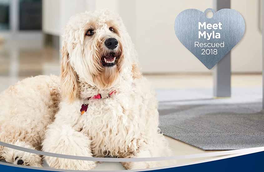 Top 10 Vacuum Cleaners for Pet Owners Review