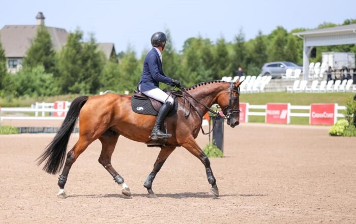 Horse Rehabilitation